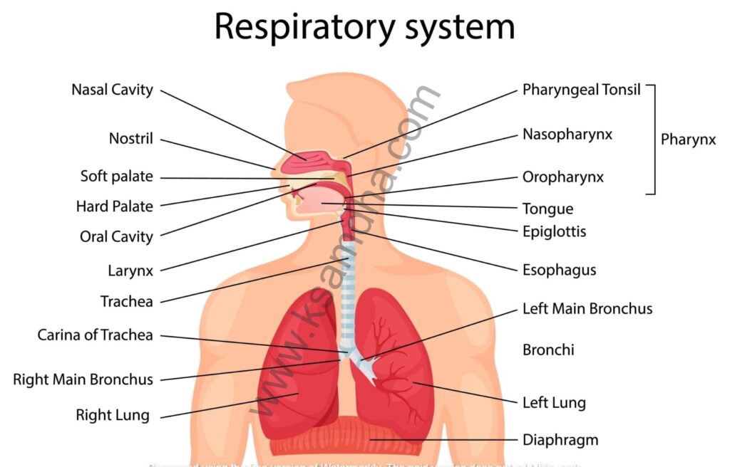 respiratory system diseases